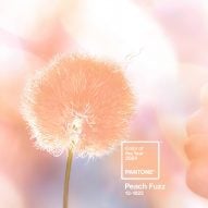 "Peach is the right colour, but for all the wrong reasons"